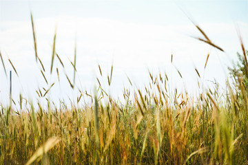 Naklejka premium Meadow spikes on light sky background