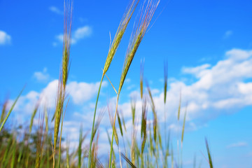 Meadow spikes on sky background