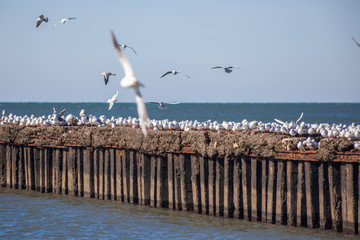 many seagulls flying and sitting on the water and on the rocks of the Black Sea, Poti, Georgia