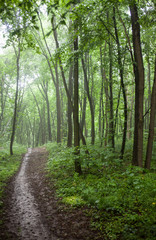 The path in a green forest in foggy weather