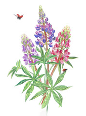 Bouquet of lupine and ladybugs, watercolor.