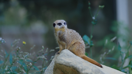 un suricate a l'affut 