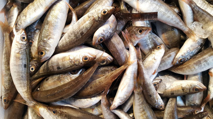 A pile of beautiful small fishes on a counter