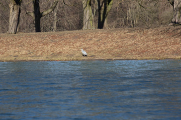 Decksteiner Weiher, Stadtwald, Köln, Winter 