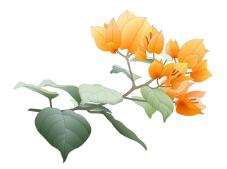 orange bougainvillea branch with leaves isolated on white background - obrazy, fototapety, plakaty