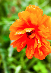 Closeup of the blooming red poppy flower