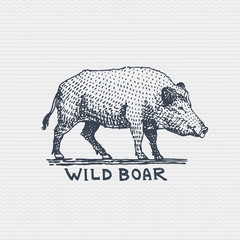 vintage old logo or badge, label engraved and old hand drawn style wild boar, pig
