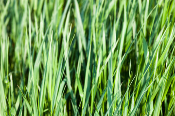 Fototapeta na wymiar Green grass in the sunshine