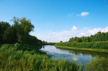 Fototapeta na wymiar grassy river summer sunny day under the blue sky among green trees and tall grass