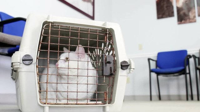 Confused Cat in cage at Vet Clinic waiting room V1