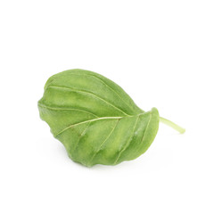 Fresh basil leaf isolated