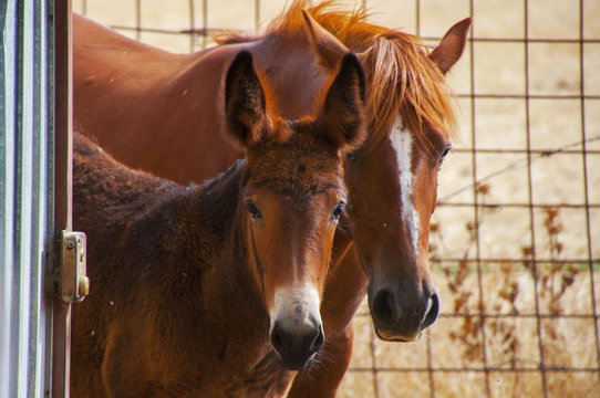 Potro mula con mam&aacute; yegua