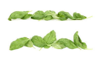 Line of basil leaves isolated