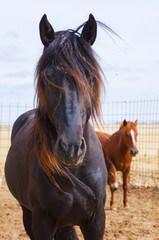 Fototapeta premium Yegua negra en finca rural