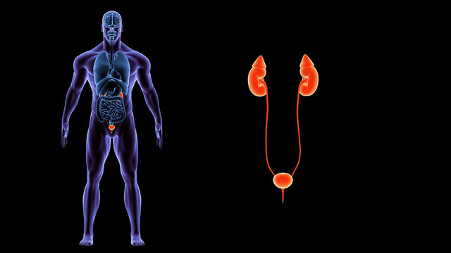 3d illustration human body Kidneys.human body organs.
