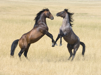 Stallions compete for mares