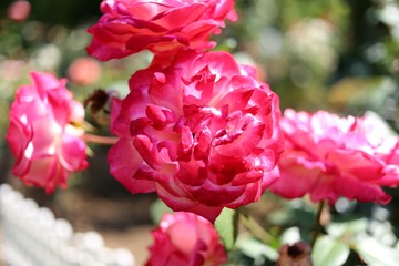 初夏の大輪の薔薇