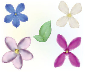 Set of various lilacs 