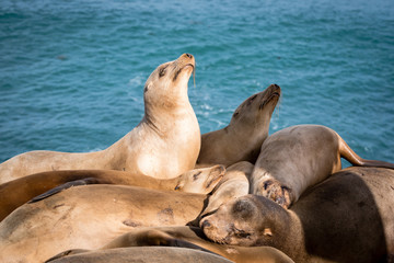 Sea-Lion