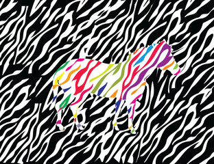 Zebra with strips of different colors 