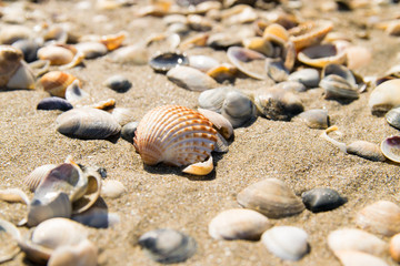 Fototapeta na wymiar Shells on the seashore.