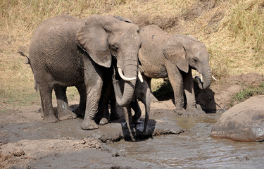 Elephant family entering the waterhole