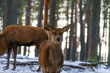Deer grazing in animal wildlife reserve