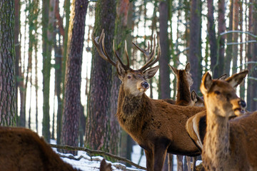 Deer grazing in animal wildlife reserve