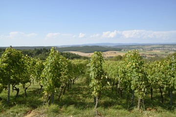 Naklejka premium Weintrauben am Weinberg