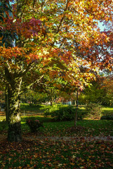 plátano / autumn / brazil