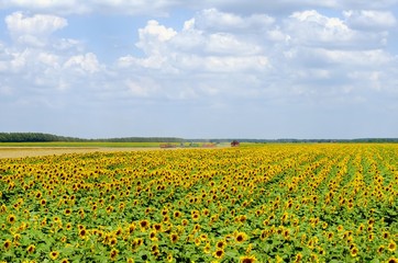 Sunflower Field
