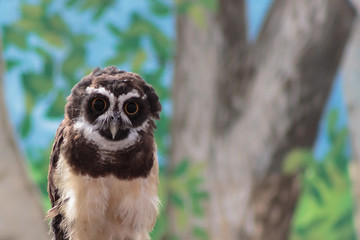 A South American Spectacled owl gazing intently at you hypnotically