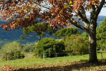 autumn in serra ga&uacute;cha