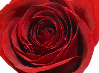 Closeup of  a beautiful red rose whit excellent details