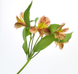 Obraz premium Bouqut of beautiful flowers on white background