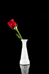 Red rose in white vase and on black background