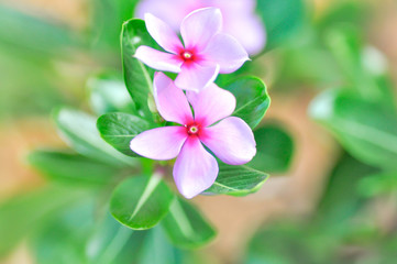 Fototapeta na wymiar ludwigia adscendens or periwinkle flower