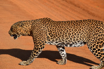 Leopard at Yala National Park Sri Lanka