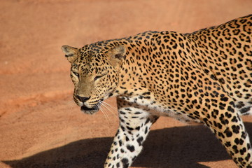 Fototapeta na wymiar Leopard at Yala National Park Sri Lanka