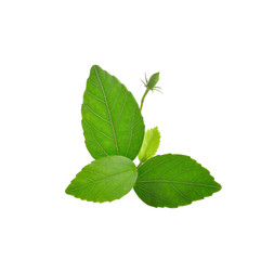 green hibiscus leaf on white background
