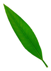 Obraz premium leaf on white background