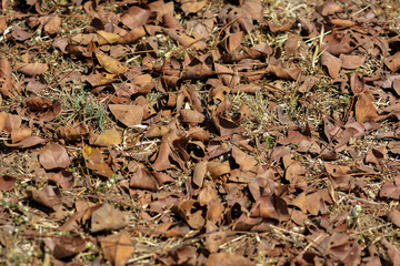 Dry leaves background
