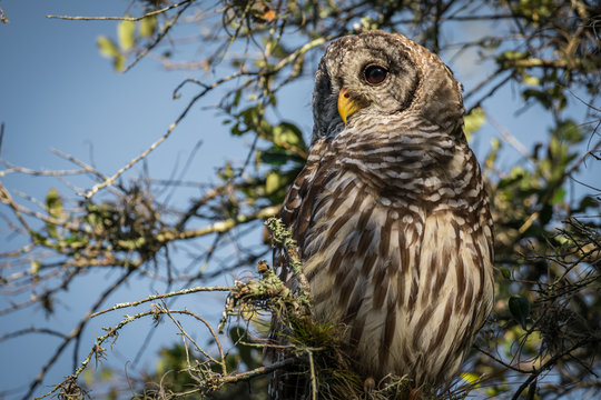 Barred Owl In Oak Tree