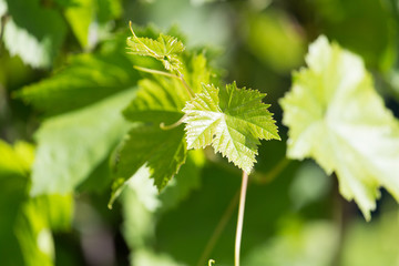 Fototapeta na wymiar grapes in spring in nature