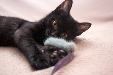little black kitten plays with grey fluffy  toy mouse