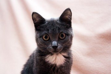 cute gray kitten on a light background