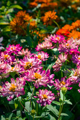 Fototapeta premium The purple garden flowers. The purple flowers growing in the garden. Vertical outdoors shot.