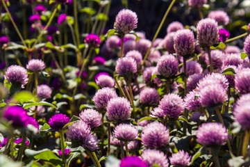 The little purple flowers. A huge amount of purple blooms growing in the garden. Horizontal outdoors shot.