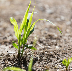 green grass in the ground