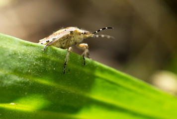 beetle skunk in nature. macro